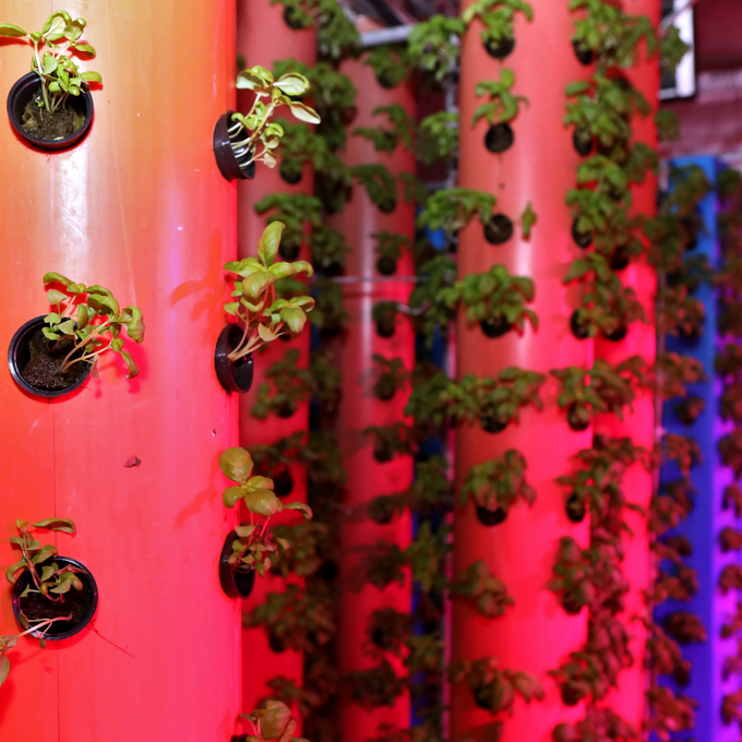 Żarówka LED do roślin filament R80 E27 9W VIDEX